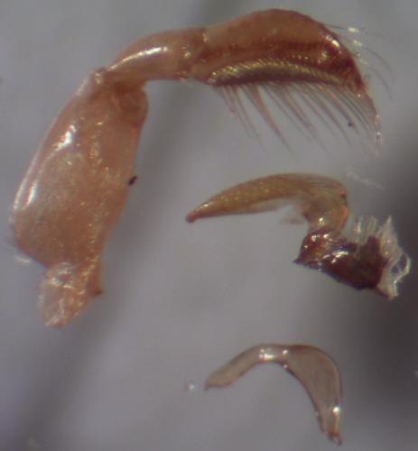 Sigara nigrolineata